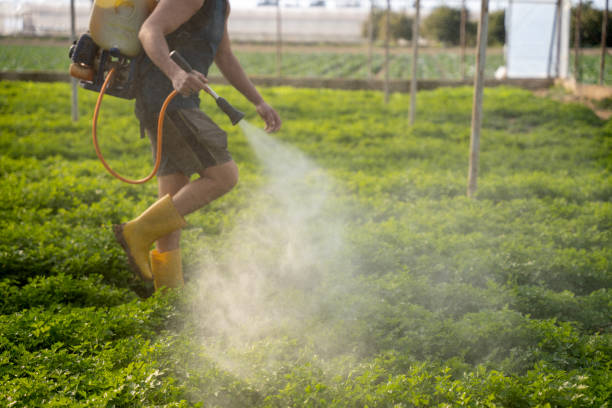Best Affordable Pest Control Services  in Schulenburg, TX