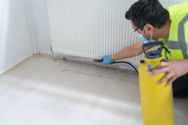 Best Local Pest Control Services  in Schulenburg, TX